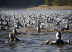 ¡Cambio de fecha! Campeonato Nacional de Aguas Abiertas Primavera 2026