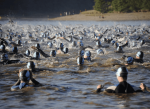 La Fechida reprogramó el Campeonato Nacional de Aguas Abiertas Primavera 2026